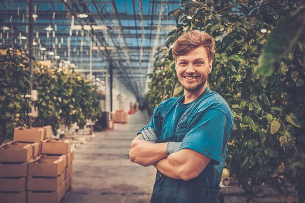 Homme heureux dans une ferme de tomates — Photo