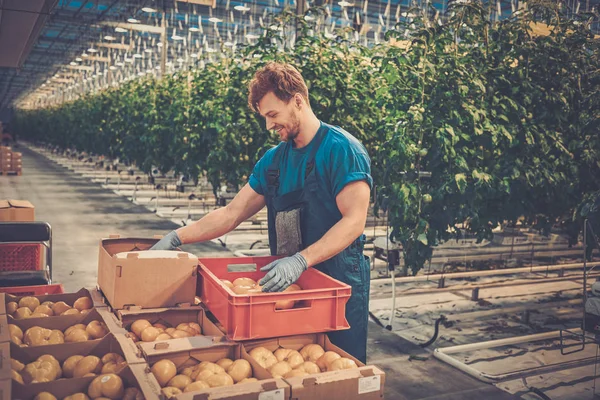 Junger attraktiver Mann erntet Tomaten im Gewächshaus — Stockfoto