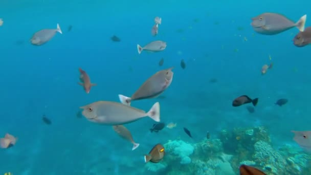 Peixes coloridos em uma água tropical — Vídeo de Stock