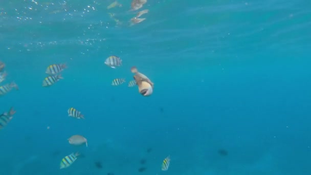 Pesci variopinti in un'acqua tropicale — Video Stock