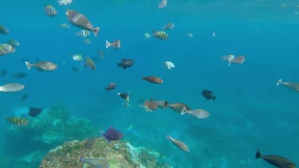Peces coloridos en un agua tropical — Vídeos de Stock