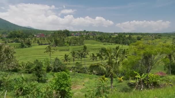 View of Jatiluwih rice terrace, Bali — Stock Video