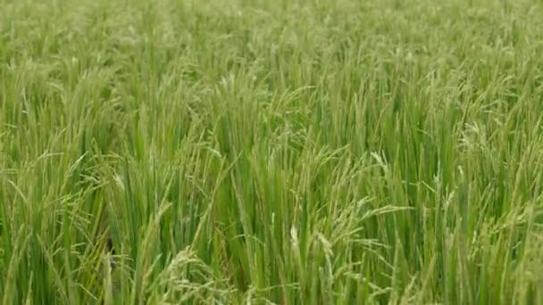 Primer plano de un campo de arroz — Vídeo de stock