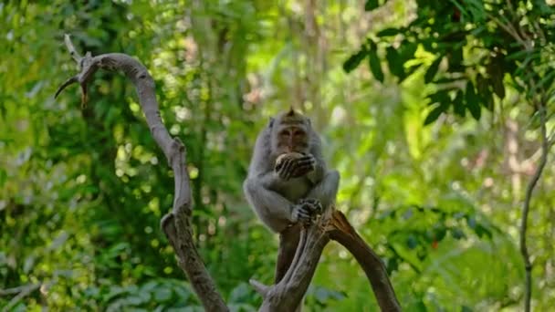 Посещение обезьяньего леса в Убуде, Бали — стоковое видео