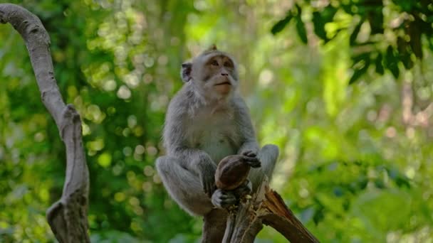 Visitando el bosque de monos en Ubud, Bali — Vídeo de stock
