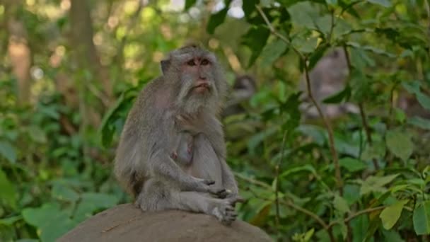 Floresta de macacos visitante em Ubud, Bali — Vídeo de Stock
