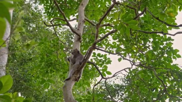 Επίσκεψη σε δάσος πιθήκων στο Ubud, Μπαλί — Αρχείο Βίντεο