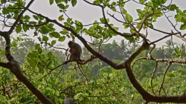 Floresta de macacos visitante em Ubud, Bali — Vídeo de Stock