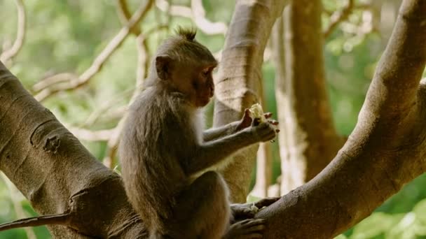 Een bezoek aan het apenbos van Ubud, Bali — Stockvideo