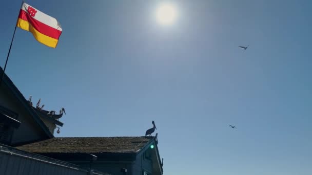 Pelicans assis sur une jetée Stearns Warf, États-Unis — Video