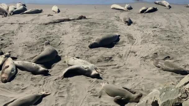 Sea lions resting on a Pacific Coast beach — 비디오