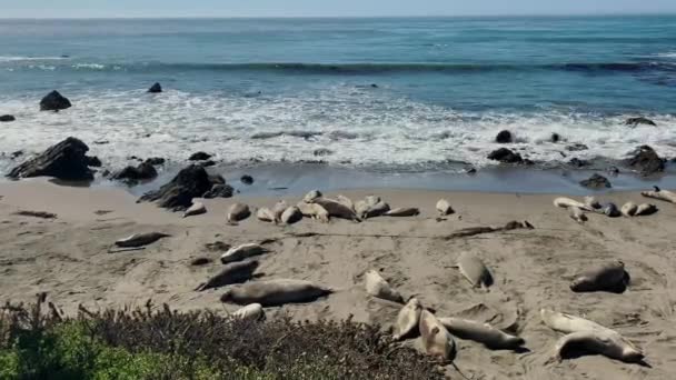 Mořští lachtani odpočívající na pláži — Stock video