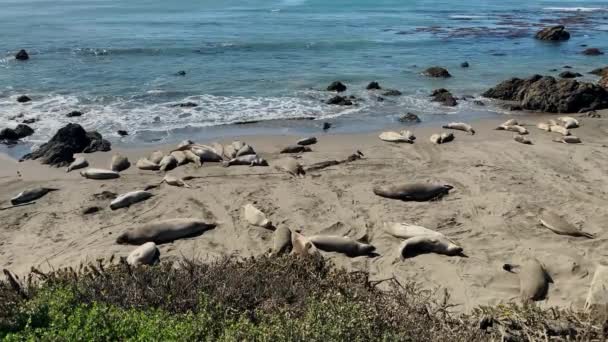 Sjölejon vilar på en strand vid Stilla havskusten — Stockvideo