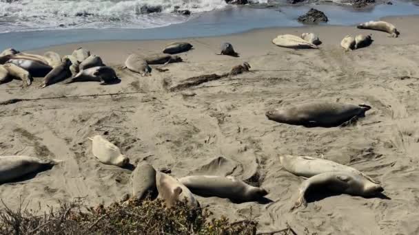 Leones marinos descansando en una playa de la costa del Pacífico — Vídeo de stock