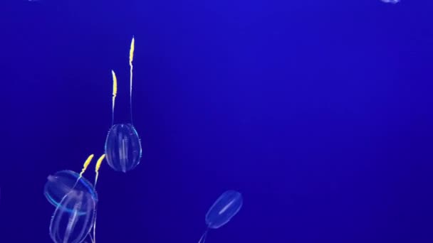 Prachtige exotische kwallen in een aquarium — Stockvideo