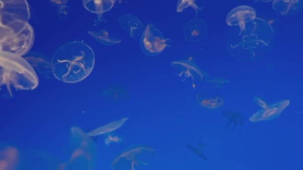 Magníficas medusas exóticas en un acuario — Vídeos de Stock