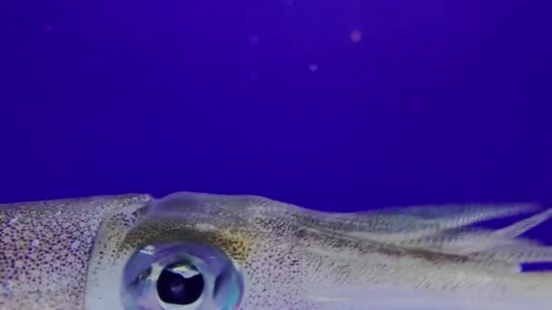 Bläckfisk simmar i ett akvarium — Stockvideo