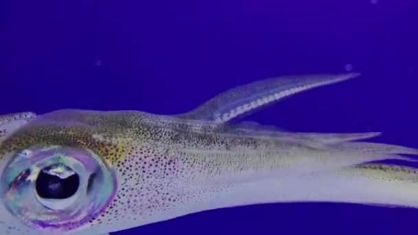 Tintenfisch schwimmt im Aquarium — Stockvideo