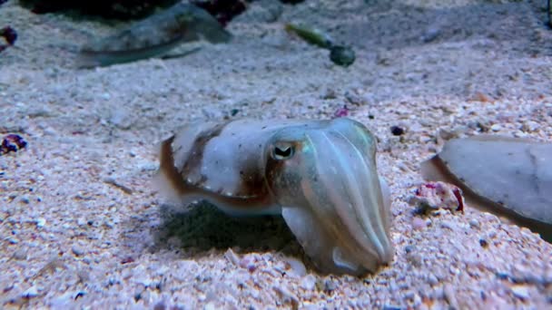 Calamares nadando en un acuario — Vídeo de stock