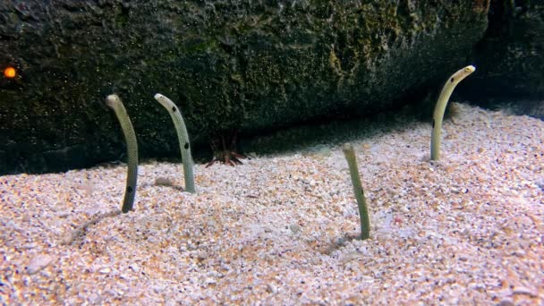 水族馆中的斑点花园鳗鱼 — 图库视频影像