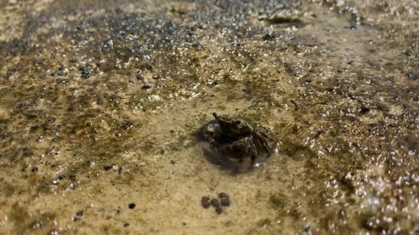 Crab hiding in a sand underwater — Stock Video