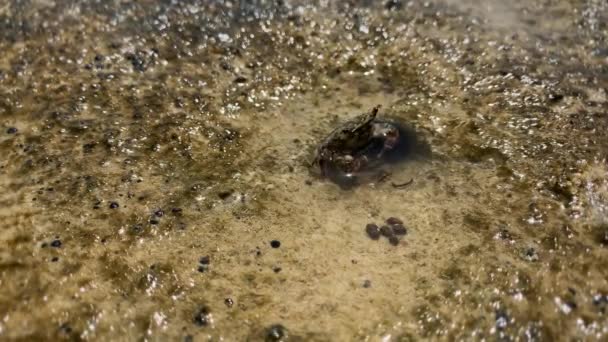 Krab zondigen een zand onder water — Stockvideo