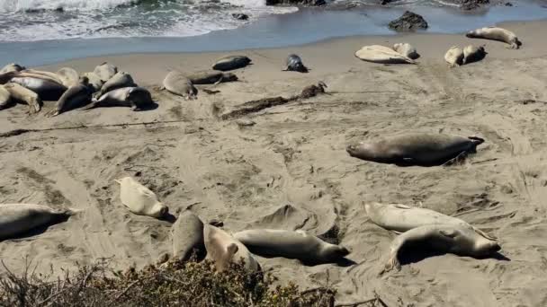 Leones marinos descansando en una playa de la costa del Pacífico — Vídeo de stock