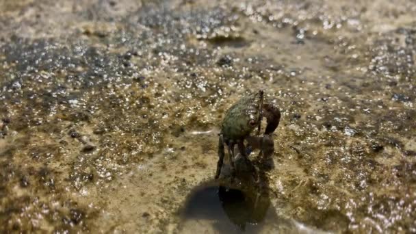 Crab standing on a rock — Stock Video