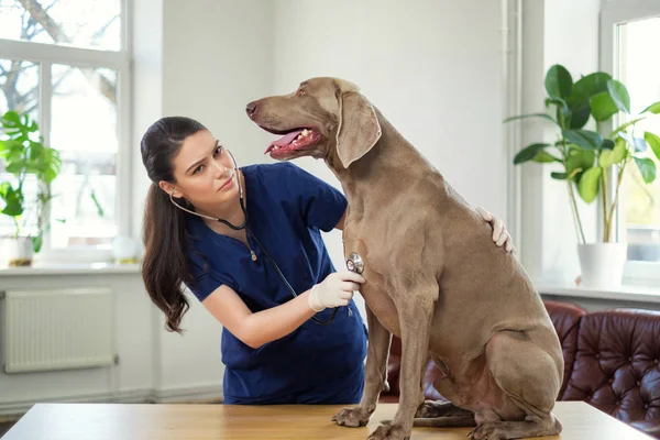 Állatorvos sebész és Weimaraner kutya-on veterán rendelőintézet — Stock Fotó