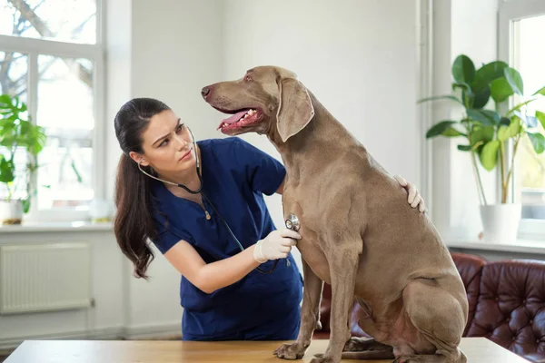 Dierenarts en Weimaraner hond bij dierenarts Clinic — Stockfoto