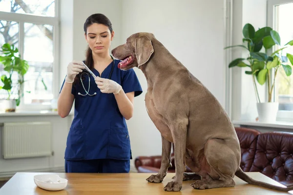 Dierenarts en Weimaraner hond bij dierenarts Clinic — Stockfoto