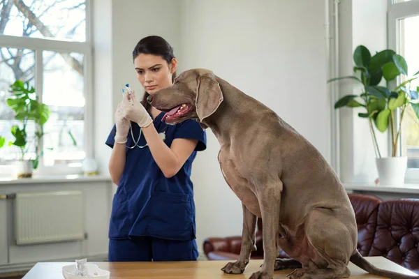 Veterinary surgeon and weimaraner dog at vet clinic — Stock Photo, Image