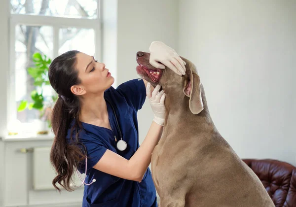पशुवैद्यकीय क्लिनिकमध्ये पशुवैद्यकीय सर्जन आणि वेइमरेनर कुत्रा — स्टॉक फोटो, इमेज