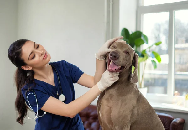 Veterinär och Weimaraner hund på veterinärkliniken — Stockfoto