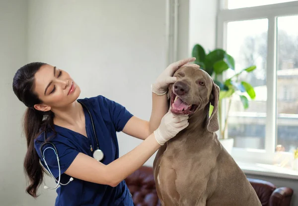 Veterinary surgeon and weimaraner dog at vet clinic — Stock Photo, Image