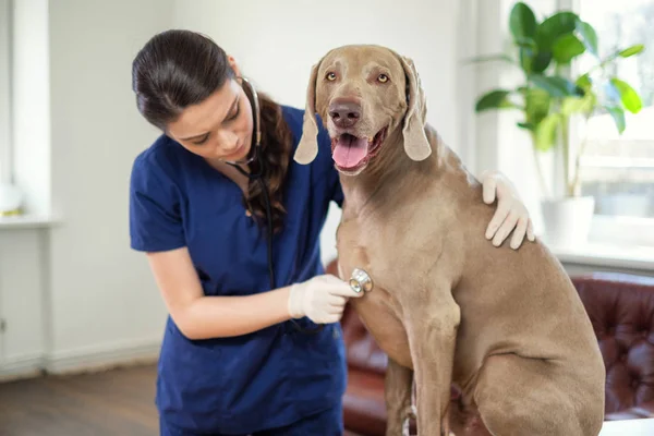 Veterinary surgeon and weimaraner dog at vet clinic — Stock Photo, Image