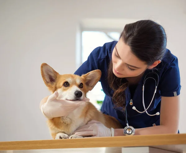 Veterinär kirurg och Corgi hund på veterinärkliniken — Stockfoto