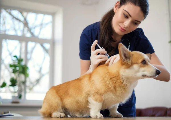 Veterinário e corgi cão na clínica veterinária — Fotografia de Stock