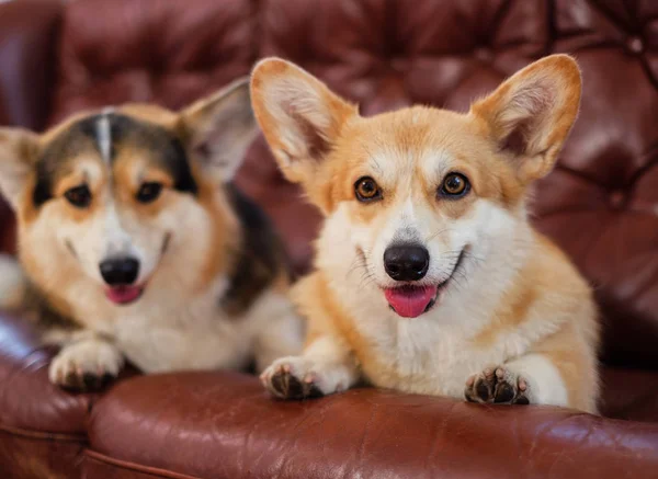 Two cute corgi dogs on a sofa — Stock Photo, Image