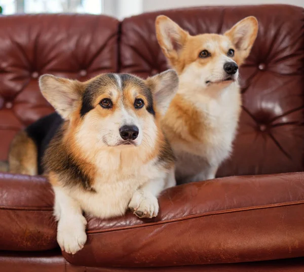 ソファの上に2匹のかわいいコーギー犬 — ストック写真