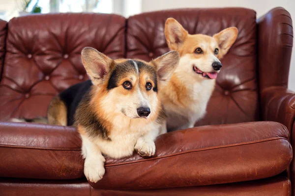 Two cute corgi dogs on a sofa — Stock Photo, Image