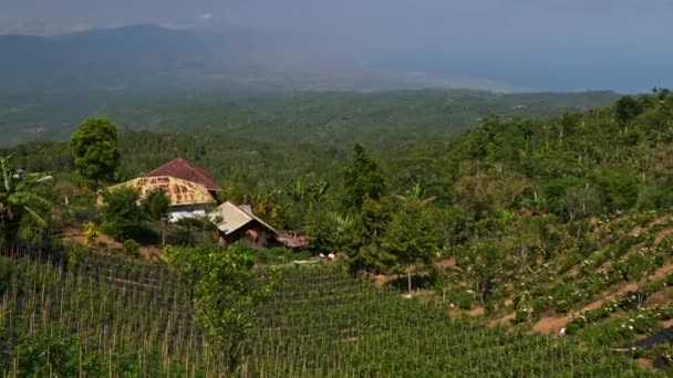 Veduta di una bella piantagione su un Bali — Video Stock