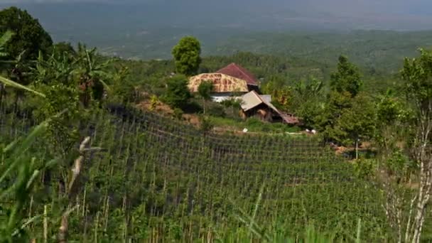 Blick auf eine wunderschöne Plantage auf einem Bali — Stockvideo