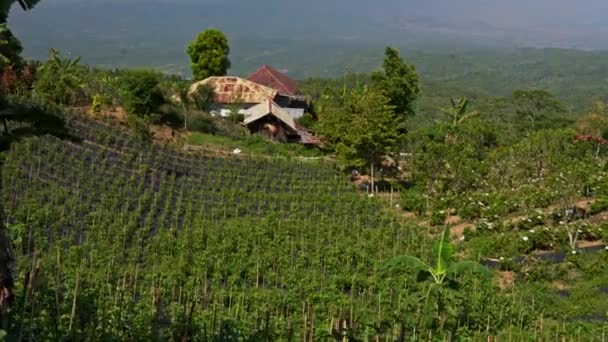 Uitzicht op een prachtige plantage op Bali — Stockvideo