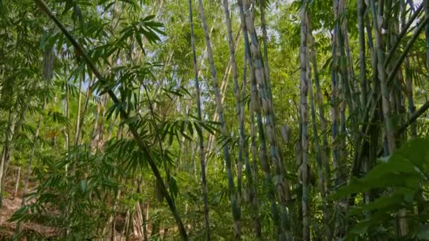 Caminando por la hermosa naturaleza de Bali — Vídeos de Stock