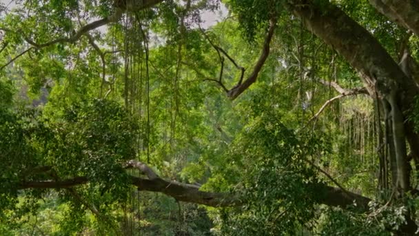 Vandring genom vackra Bali natur — Stockvideo