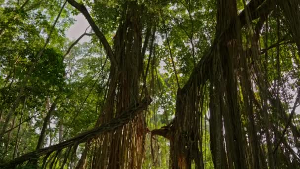 Caminhando pela bela natureza Bali — Vídeo de Stock