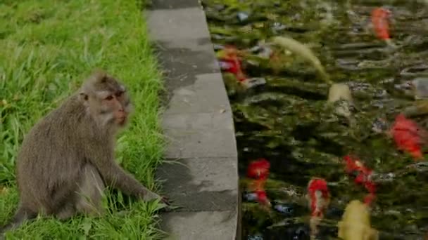Mono juega con peces en un estanque, Bali — Vídeos de Stock