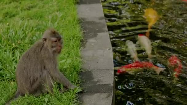 Apan leker med fiskar i en damm, Bali — Stockvideo