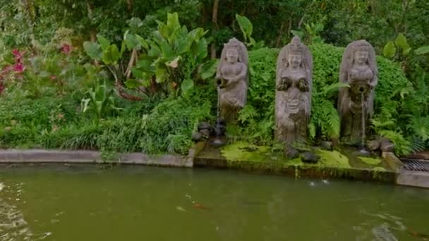 Vissen zwemmen in een vijver, Bali — Stockvideo